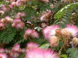 Albizia julibrissin